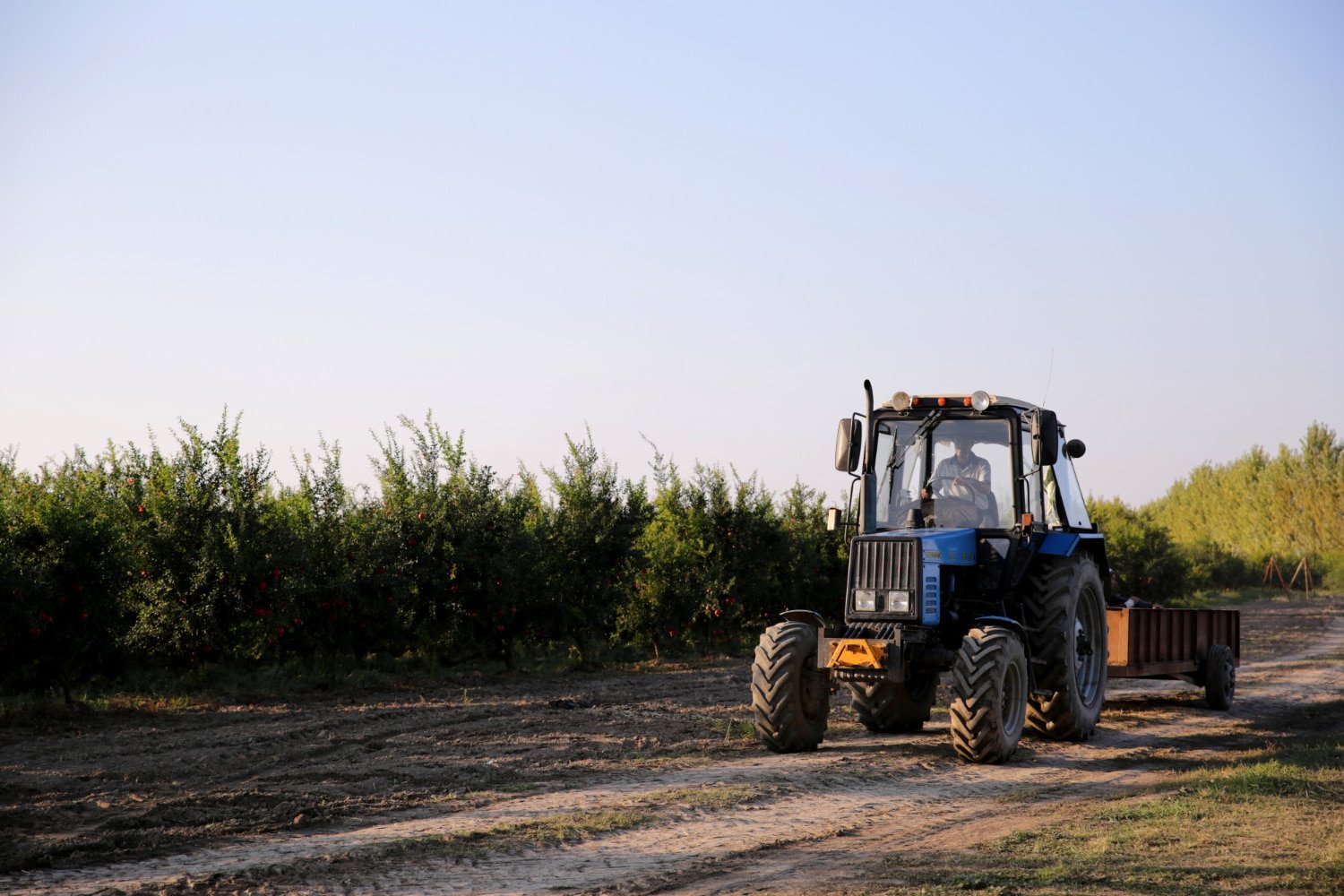 Tractor Supply Country Living: Outdoor and Agricultural Supplies for 2024