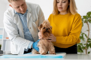 Read more about the article PetCareClub.com: Where Pet Health Meets Innovation In 2024