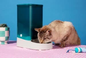 Read more about the article Subscribe To Monthly Cat Toy Boxes At meowbox