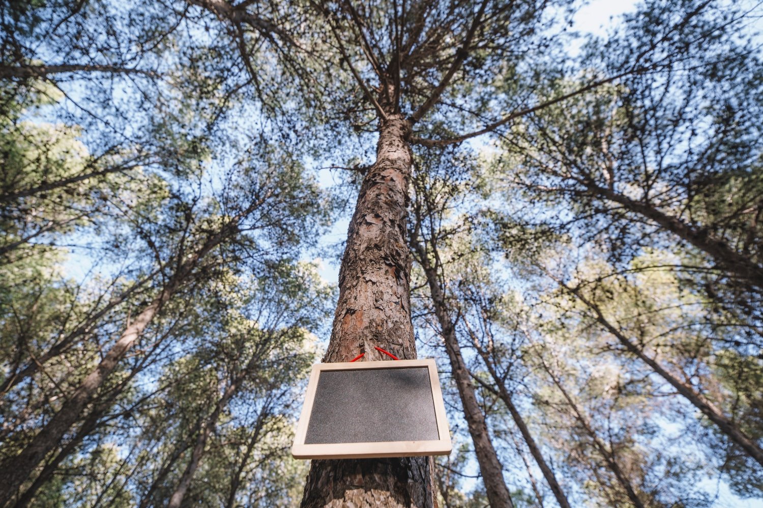 Big Bat Box